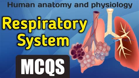 Aug 20, 2018 · <strong>RESPIRATORY PHYSIOLOGY MCQS</strong> WITH ANSWERS Course <strong>PHYSIOLOGY</strong> Institution NAIROBI UNIVERSITY Book Guyton and Hall Textbook of. . Respiratory system anatomy and physiology mcq